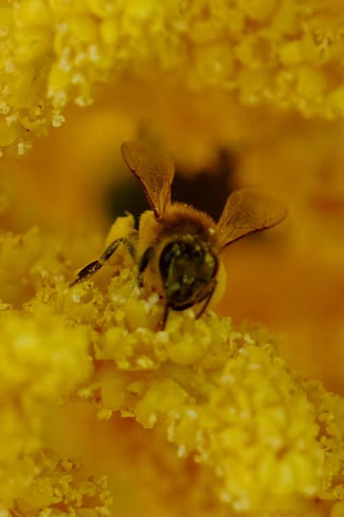 Apiculture traditionnelle en Belgique